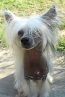 /album/illatos-szolovirag-kennel/a4-jpg/