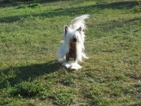 /album/illatos-szolovirag-kennel/a11-jpg/