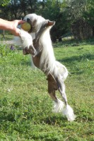 /album/illatos-szolovirag-kennel/a14-jpg/