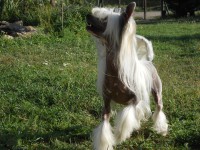 /album/illatos-szolovirag-kennel/a29-jpg/