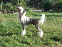 /album/illatos-szolovirag-kennel/a31-jpg/