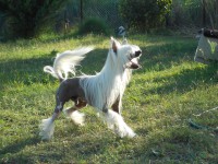 /album/illatos-szolovirag-kennel/a45-jpg/