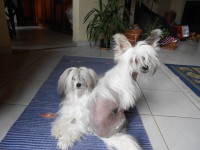 /album/illatos-szolovirag-kennel/dscn0506-jpg/