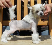 /album/illatos-szolovirag-kennel/leonardo2-jpg/