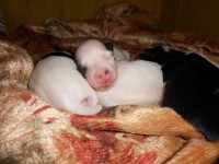 /album/illatos-szolovirag-kennel/dscn2986-jpg1/