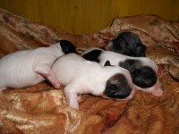 /album/illatos-szolovirag-kennel/dscn2988-jpg/