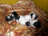 /album/illatos-szolovirag-kennel/dscn2995-jpg/