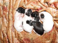 /album/illatos-szolovirag-kennel/dscn2999-jpg1/