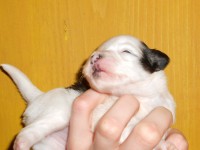 /album/illatos-szolovirag-kennel/rscn3032-jpg/