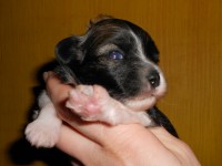 /album/illatos-szolovirag-kennel/rscn3033-jpg/