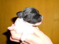 /album/illatos-szolovirag-kennel/rscn3035-jpg/